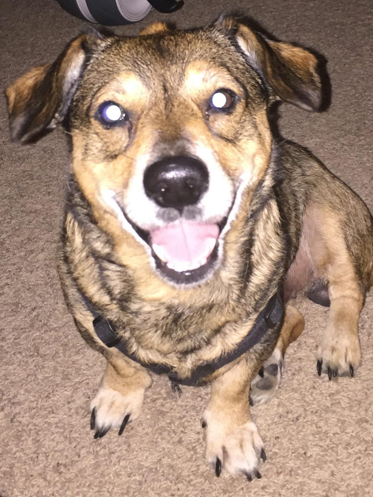 HelpFindBuddy-Missing Service Dog/Family Member-Reward Offered